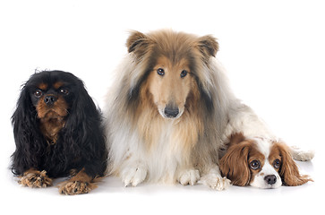 Image showing cavalier king charles and collie