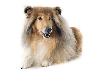 Image showing rough collie