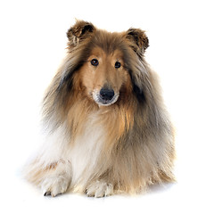 Image showing rough collie