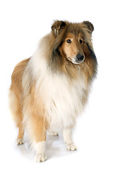 Image showing rough collie