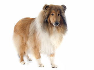 Image showing rough collie