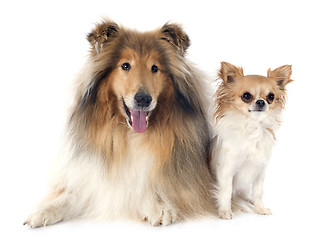 Image showing rough collie and chihuahua