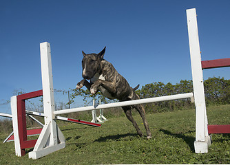 Image showing training of agility