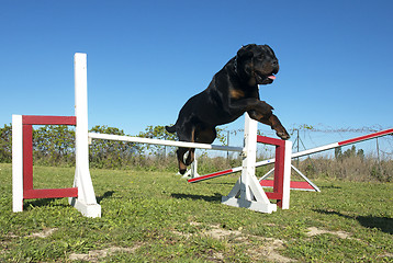 Image showing rottweiler in agility