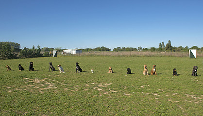 Image showing group of dogs