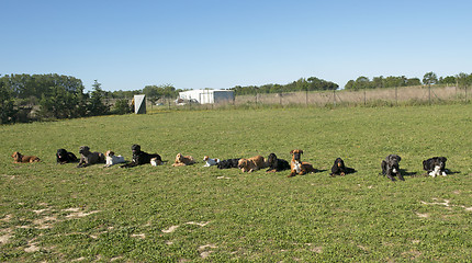 Image showing group of dogs