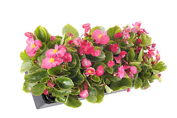 Image showing begonias