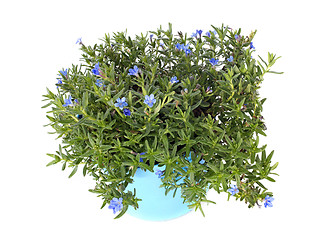 Image showing lithodora