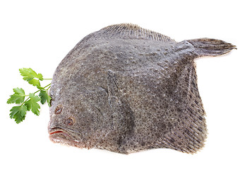 Image showing turbot