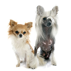 Image showing two little dogs