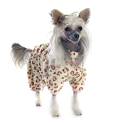 Image showing dressed Chinese Crested Dog