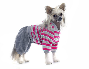 Image showing dressed Chinese Crested Dog