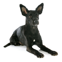 Image showing peruvian dog