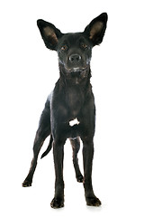 Image showing peruvian dog