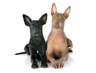 Image showing peruvian dogs