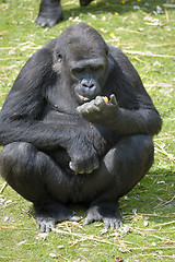 Image showing Lowland Gorilla