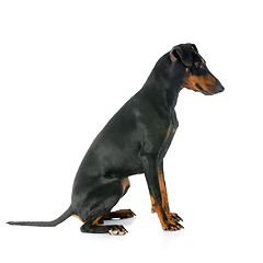 Image showing Manchester terrier