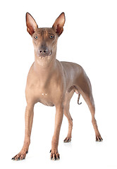 Image showing peruvian dog