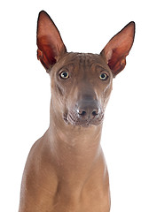 Image showing peruvian dog