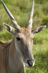 Image showing Eland antelope