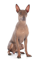 Image showing peruvian dog