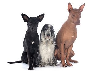 Image showing peruvian dogs anc cocker