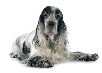 Image showing cocker spaniel