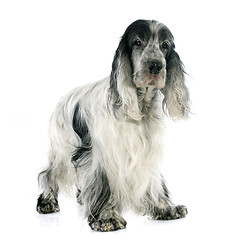 Image showing cocker spaniel