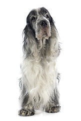 Image showing cocker spaniel