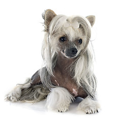 Image showing Chinese Crested Dog