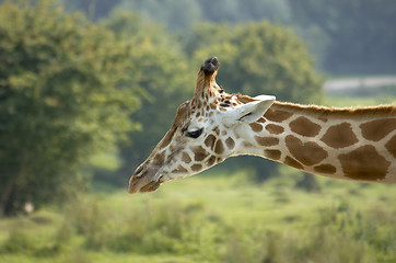 Image showing Giraffe