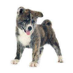 Image showing puppy akita inu