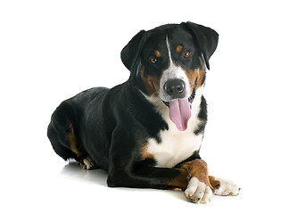 Image showing Appenzeller Sennenhund