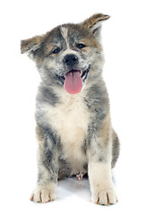 Image showing puppy akita inu