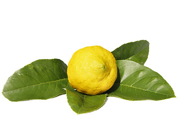 Image showing Lemon and Leaves