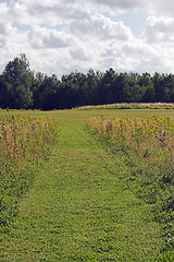 Image showing meadow path