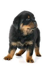 Image showing puppy rottweiler