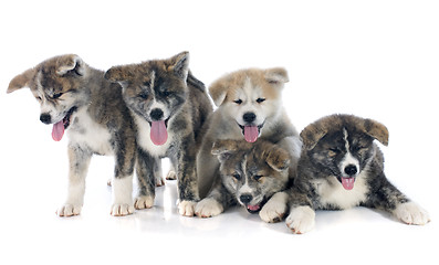 Image showing puppies akita inu