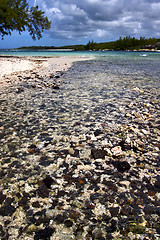 Image showing blue   foam footstep  island of deus cocos in mauritius 