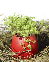 Image showing Easter eggs with garden cress