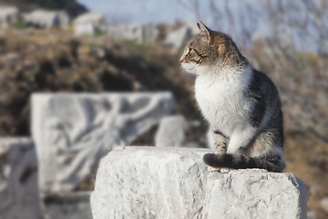 Image showing Cat in Ephesus