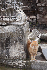 Image showing Cat in Ephesus