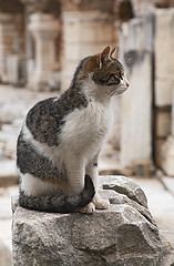 Image showing Cat in Ephesus