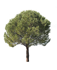 Image showing Isolated pine-tree