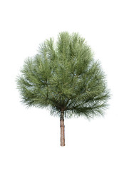 Image showing Isolated pine-tree