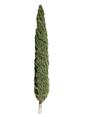 Image showing Cypress tree