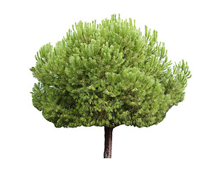 Image showing Isolated pine-tree