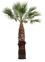 Image showing Isolated palm-tree