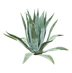 Image showing Aloe bush