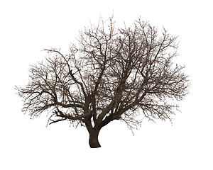 Image showing Bare tree isolated over white